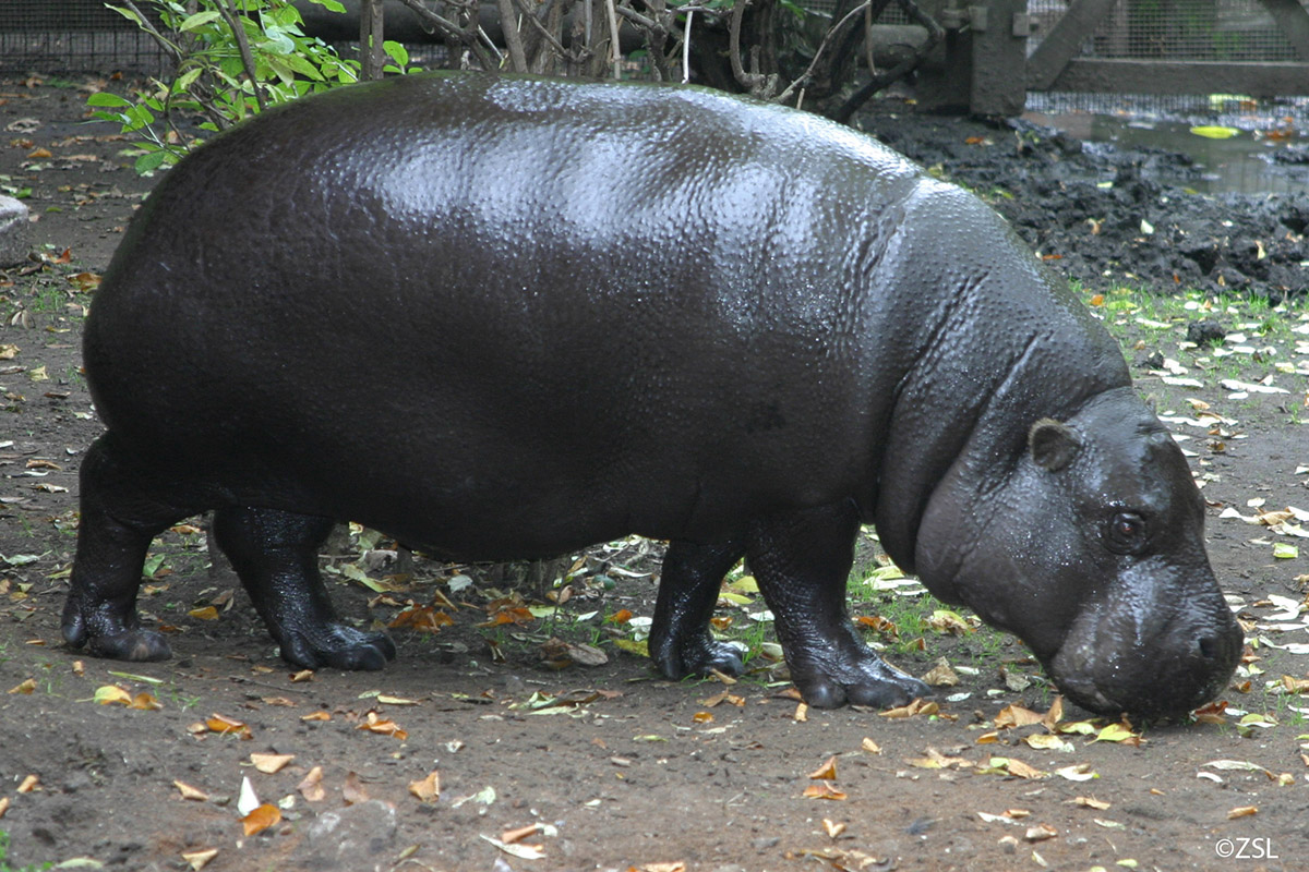 Hipopótamo-Pigmeu (Choeropsis liberiensis)