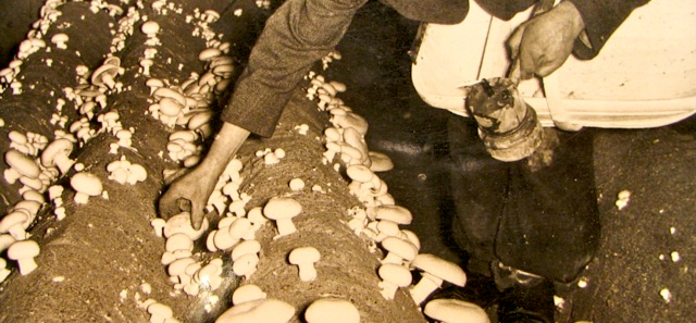 Foto Antiga de um Homem Colhendo Cogumelo