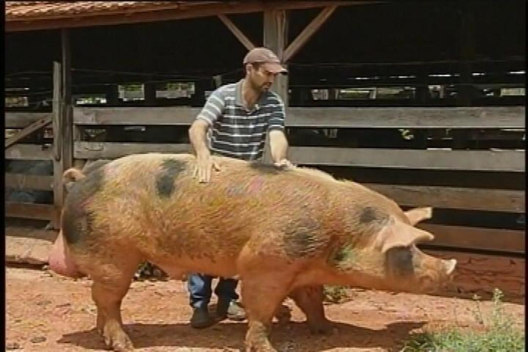 Homem Cuidando de um Porco 