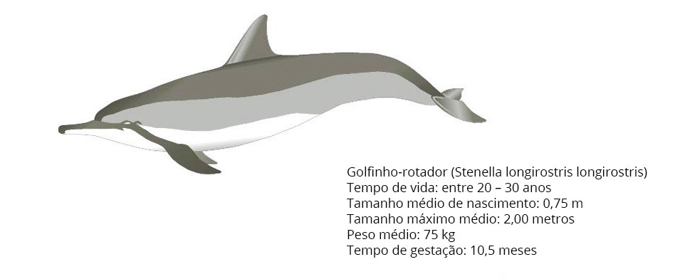 Ilustração do Golfinho Rotador 
