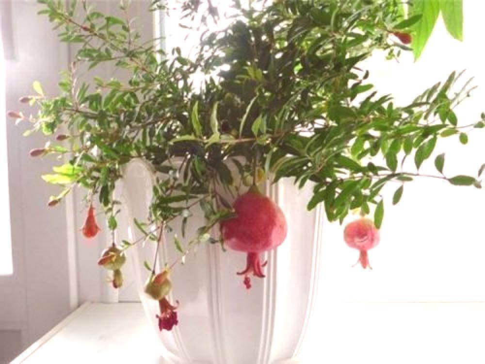 плодоносящие на подоконнике. киви растение. лимон мейера куст. цитрус (комнатное растение) лимон мейера. мандарин дерево росток.