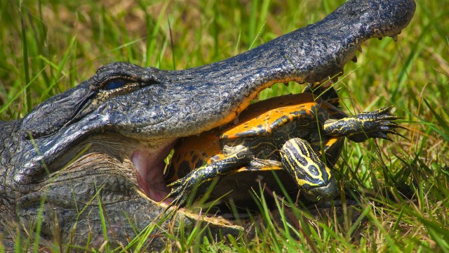 Jacaré Comendo uma Tartaruga