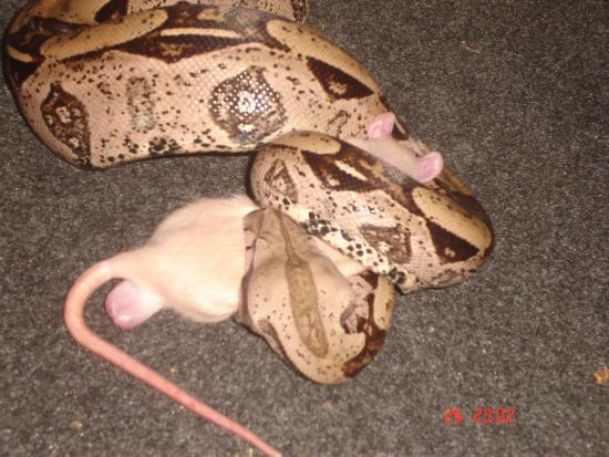 Jiboia Comendo o Rato