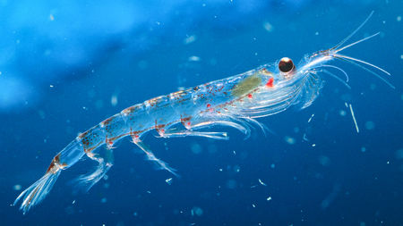 Krill no Fundo do Mar 