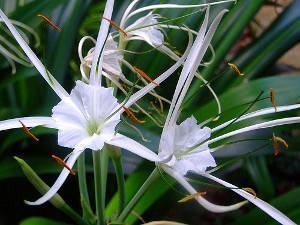 Lírio Aranha: Características, Significado e Dicas de Como Cuidar da Flor