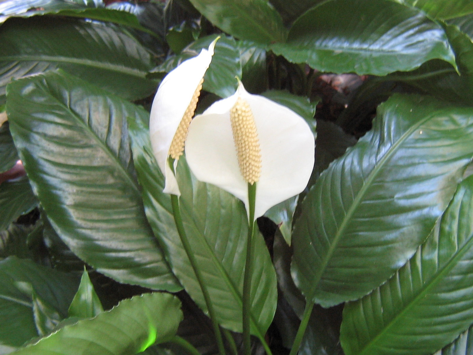 Спатифиллум геликониелистный (Spathiphyllum heliconiifolium). Спатифиллум Альба. Spathiphyllum wallisii Regel спатифиллум Уоллиса. Спатифиллум белый. Фото цветка женское счастье. Спатифиллум геликониелистный (Spathiphyllum heliconiifolium). Спатифиллум Альба. Spathiphyllum wallisii Regel спатифиллум Уоллиса. Спатифиллум белый.
