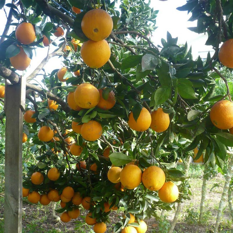 Laranja Barão