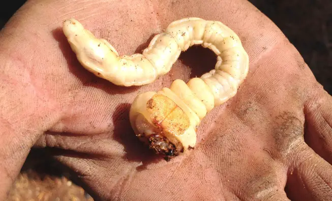 Larva do Besouro na Mão de uma Pessoa 