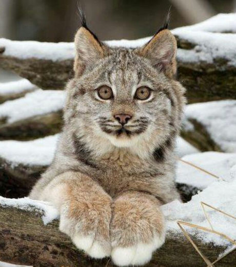 Lince Canadense