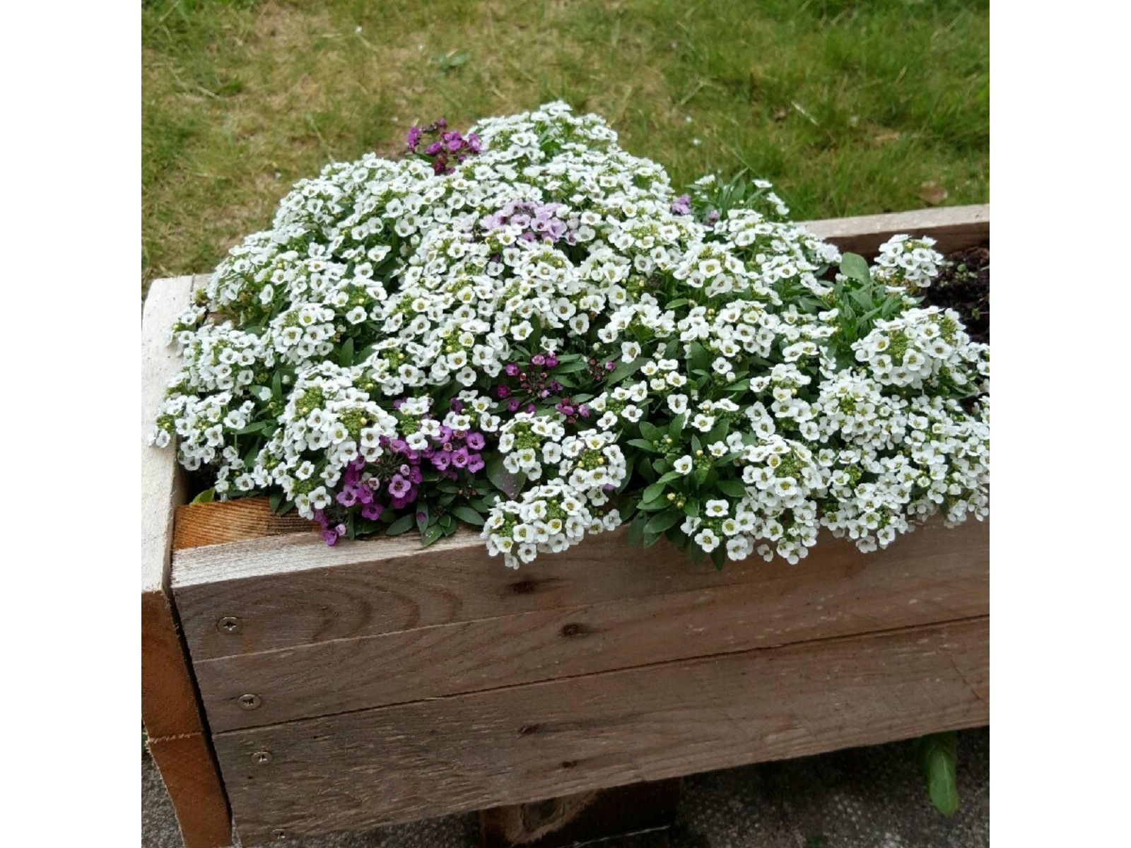 Lobularia Maritima no Caixote de Madeira 