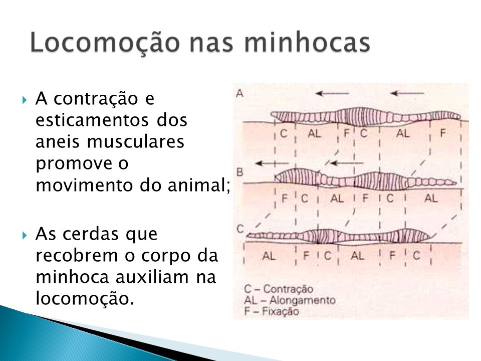 Locomoção das Minhocas