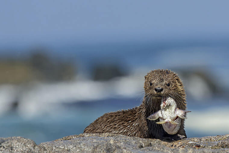 Lontra Chugungo Com Sua Presa na Boca