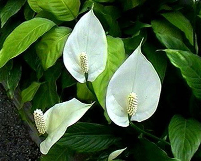 Lírio da Paz Florido