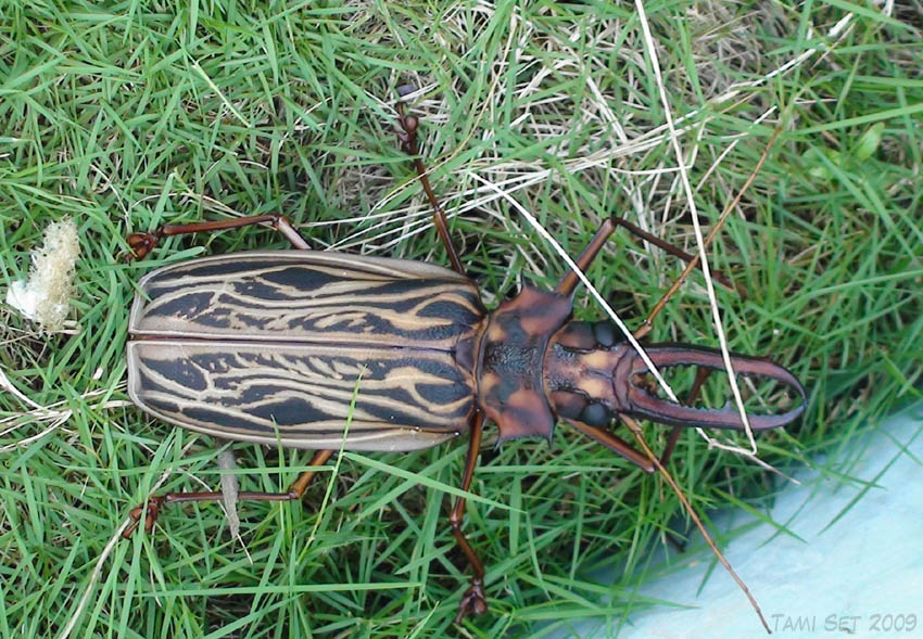 Macrodontia Cervicornis