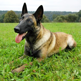 Malinois Belga