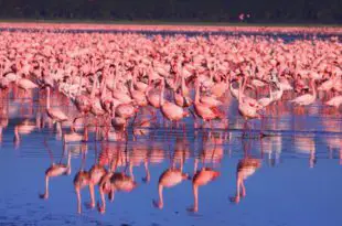 Milhares de Flamingos na Beira de um Lago