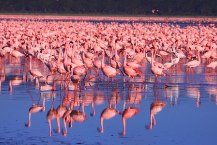 Tem Flamingo no Brasil? Em Quais Estados e Regiões Eles Vivem?