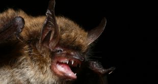 Morcego-de-Bigode Mostrando os Dentes