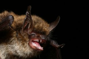 Morcego-de-Bigode Mostrando os Dentes