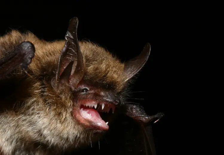 Morcego-de-Bigode Mostrando os Dentes 