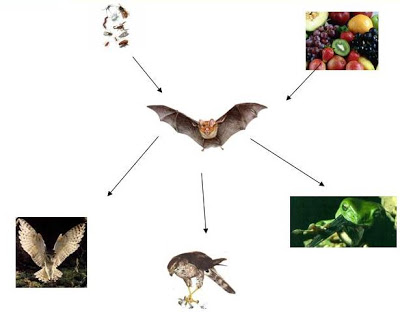 Morcego na Cadeia Alimentar 
