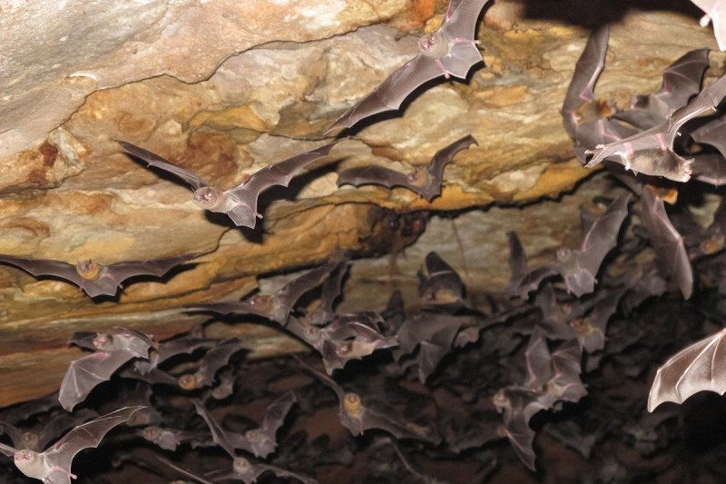Morcegos Vampiros Na Caverna