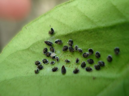 Mosca Negra dos Citros: Características, Nome Cientifico e Fotos