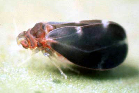 Mosca Negra dos Citrus 