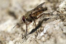 Mosca Picada Dolorida Quais São? Como Identificar e Efeitos