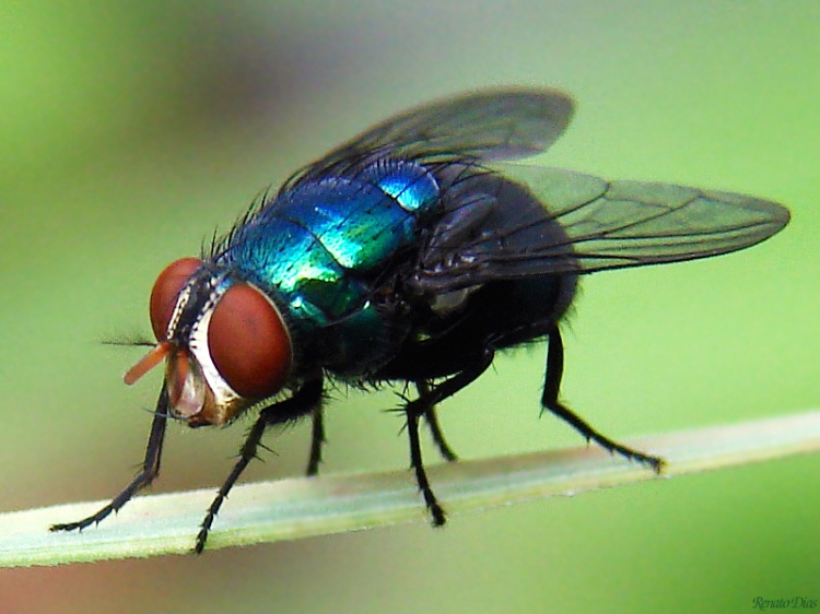 Mosca Varejeira Azul