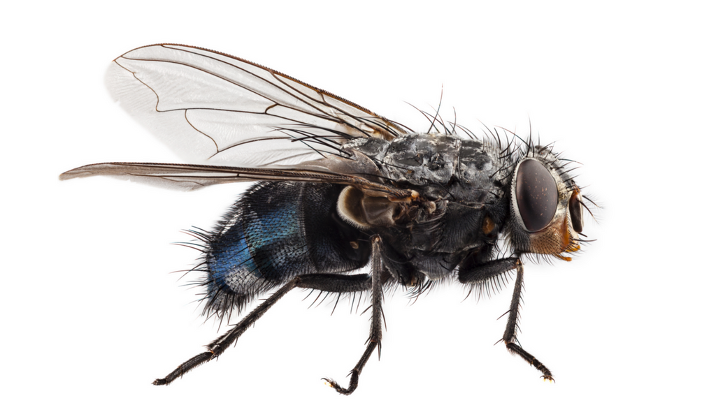 Como é o Corpo de uma Mosca? Quais São as Partes?
