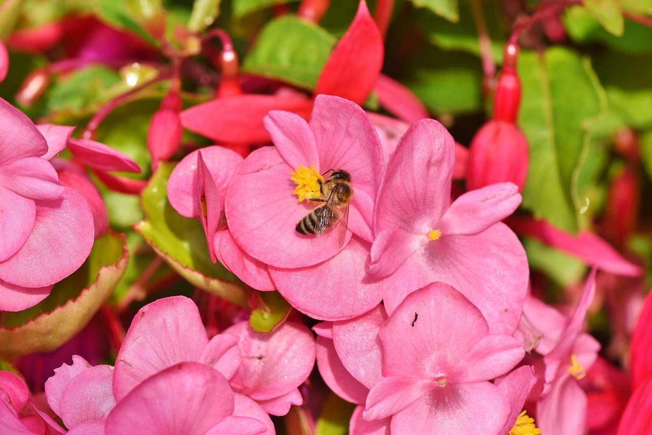 Begonia De Cera Caracteristicas Como Cuidar Mudas E Fotos