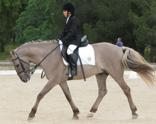 Nomeação do Cavalo Sorraias