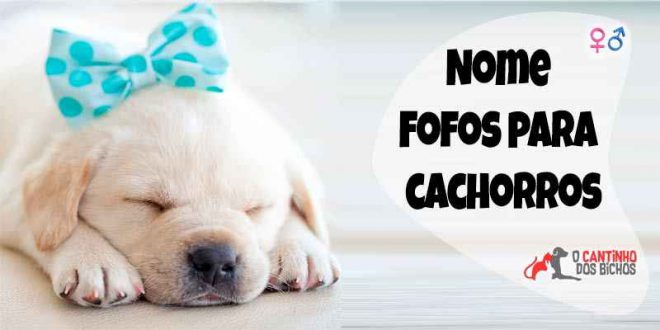 Lista de Nomes Para Cachorros Pequenos: Masculino e Feminino – Mundo ...