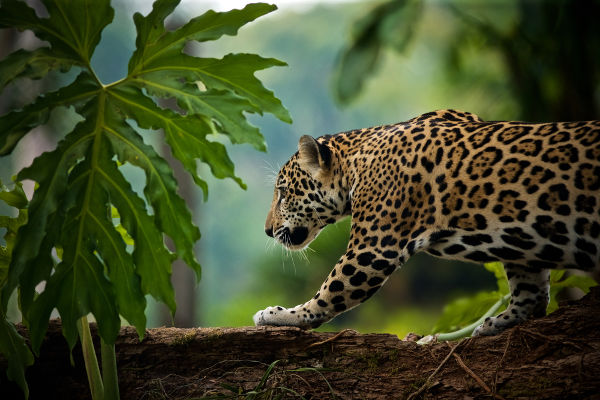 O Que Fazer Para Evitar a Extinção da Onça Pintada?