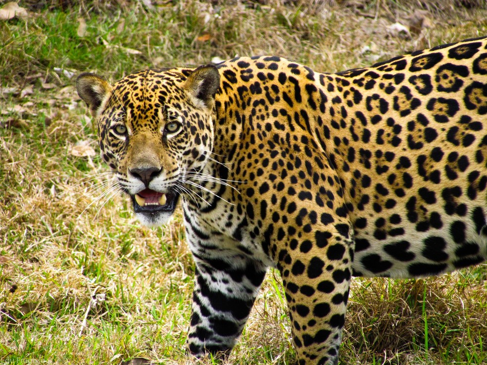 Onça Pintada Fotografada Olhando Pra Câmera 