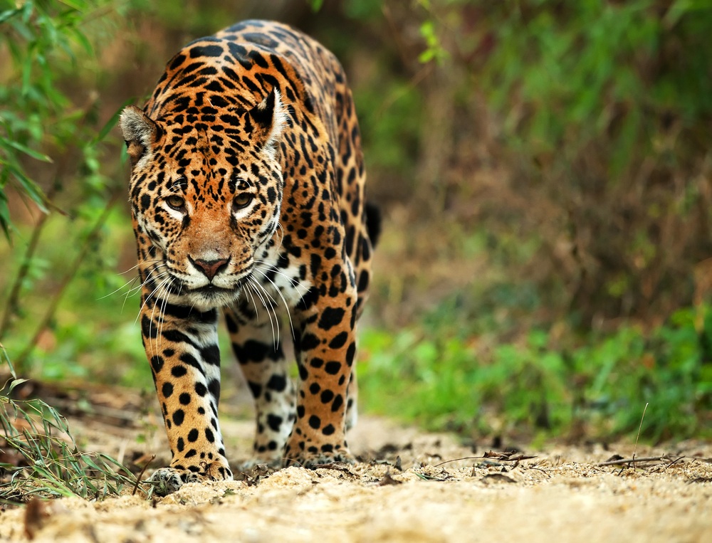 Onça Pintada Fotografada de Frente