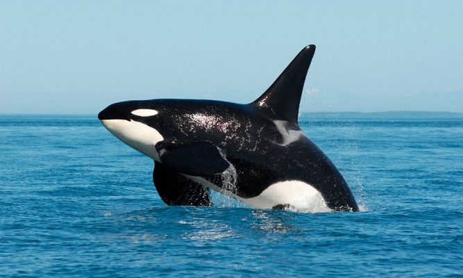 Baleia Orca Fotografada Saltando na Água