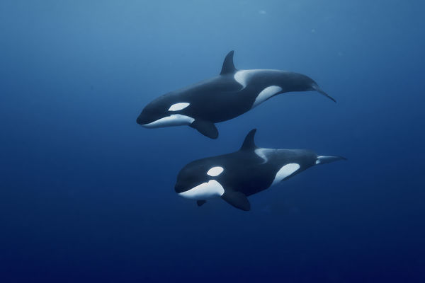 Orcinus Orca 