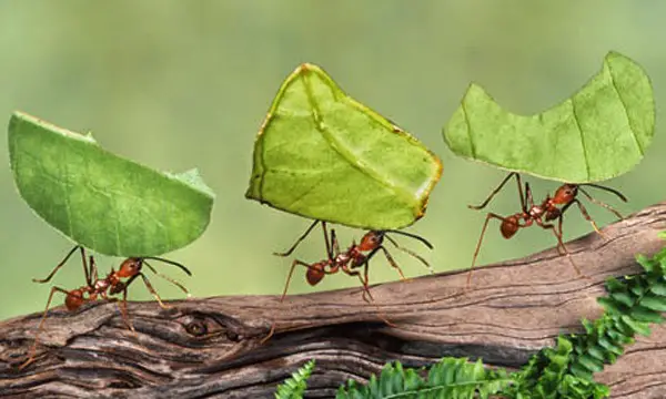 Organização das Formigas 