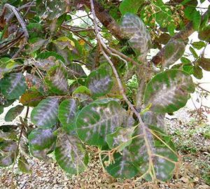 Doenças do Cajueiro Com Fotos: Folhas Amarelas ou Secas | Mundo Ecologia