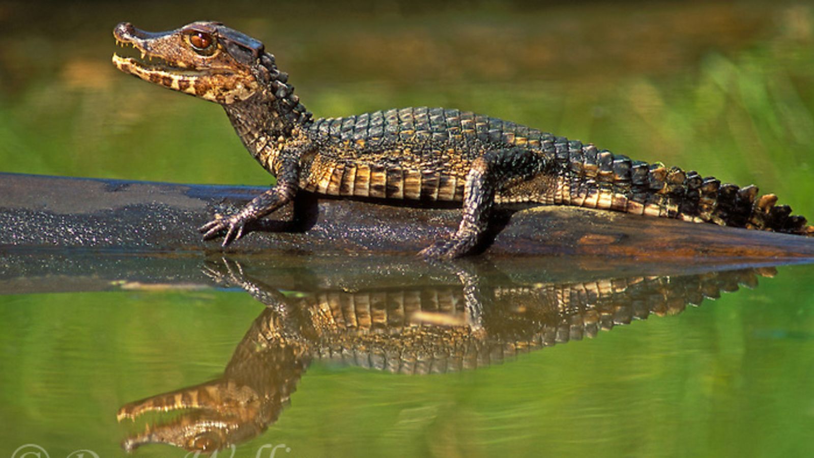 Tudo Sobre Jacaré Características, Nome Cientifico e Fotos Mundo Ecologia Tudo Sobre Jacaré Características, Nome Cientifico e Fotos Mundo Ecologia