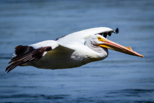 Pelicano Branco Americano Em Voo Rasante