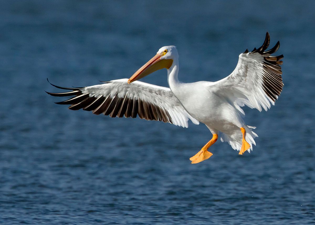 Pelicano Branco Americano Voando 