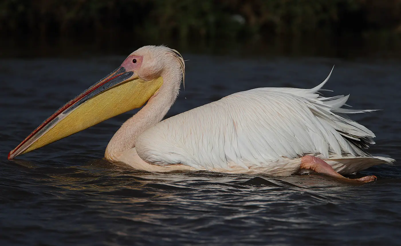 Pelicano Comum
