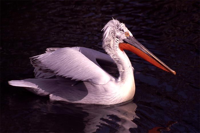 Pelicano Crespo