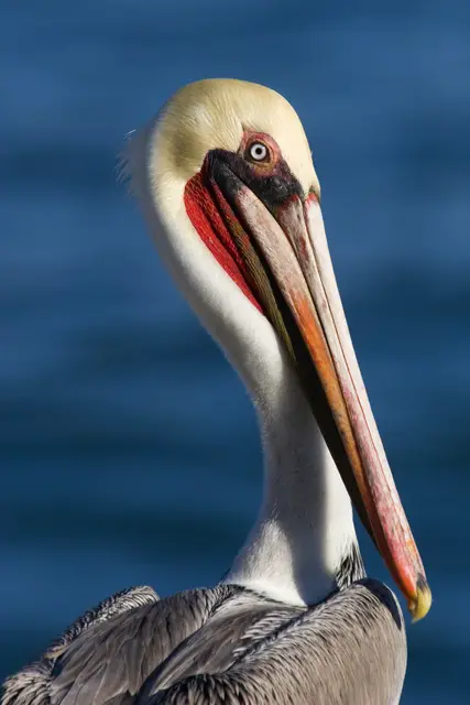 Pelicano-Pardo