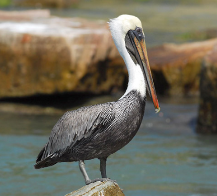 Pelicano Pardo