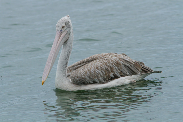 Pelicano de Bico Pintado