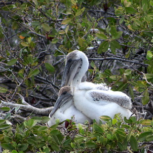 Pelicano se Acasalando 